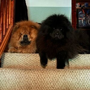 Avon Independent Sales Representative